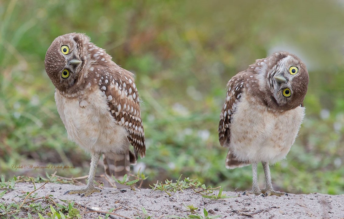 Funny and natural animals that will not leave you indifferent #1