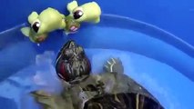 Литл Пет Шоп ЧЕРЕПАШКИ Операция СПАСЕНИЕ. Little Pet Shop TURTLES RESCUE Operation. 小宠物店买的海龟救援行动。