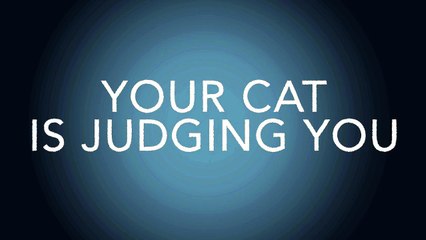 If Cats Told You What They Were Thinking