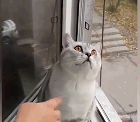 Bu Kedi Neye Bakıyor?
