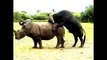 Legendary Battle..Buffalo Vs Rhino..