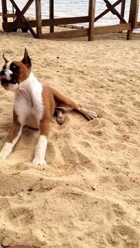 Dog Eats Lemon - Reaction Is Priceless