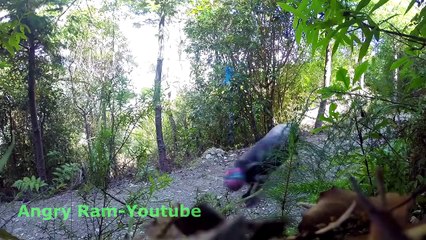 He Hangs A Ball In The Forest. The Creature Who Found It Has Everyone Cracking Up.