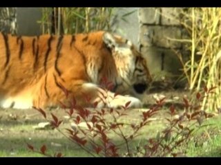 Napoli - Zoo, le tigri lasciano le "gabbie-lager" (09.01.16)