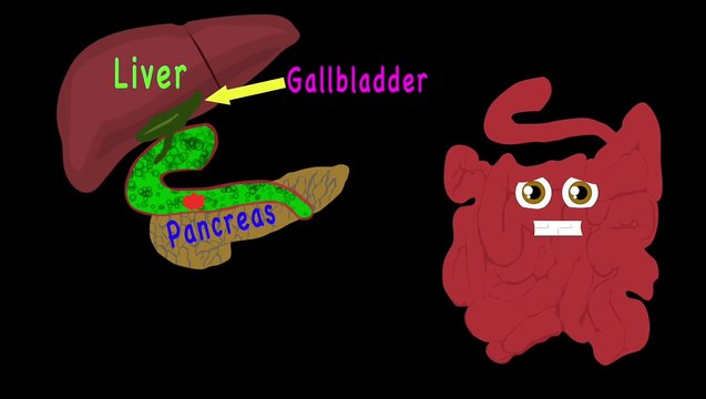 The Human Body for Kids/Learn About the Human Body for Children/Small Intestine