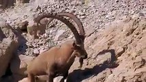 Dağ keçilerinin üstünlük kavgası-mountain goats fight for supremacy