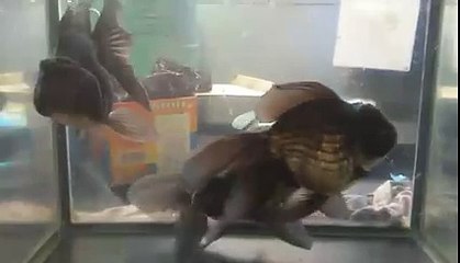 black oranda goldfish