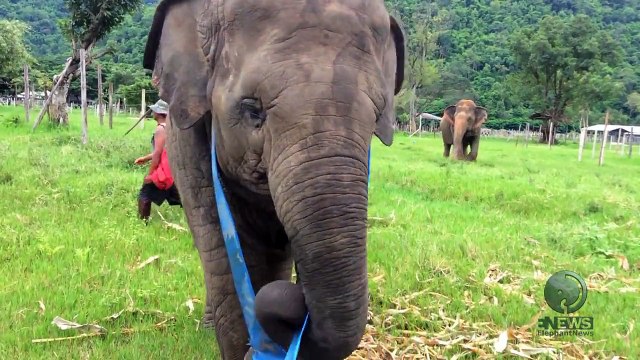 Слоненок играет с лентой