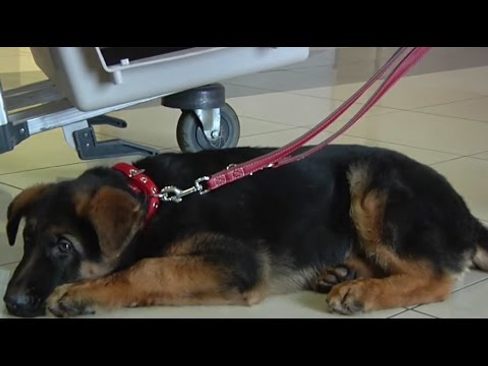 Russian puppy Dobrynya takes flight to Paris to replace dog killed in anti-terror raid