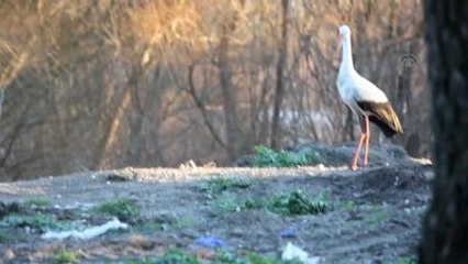 Kış Ortasında Havadaki Leylek, Görenleri Şaşırttı