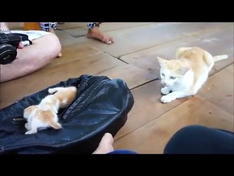 mother cat find the newborn cute baby cat funny cat