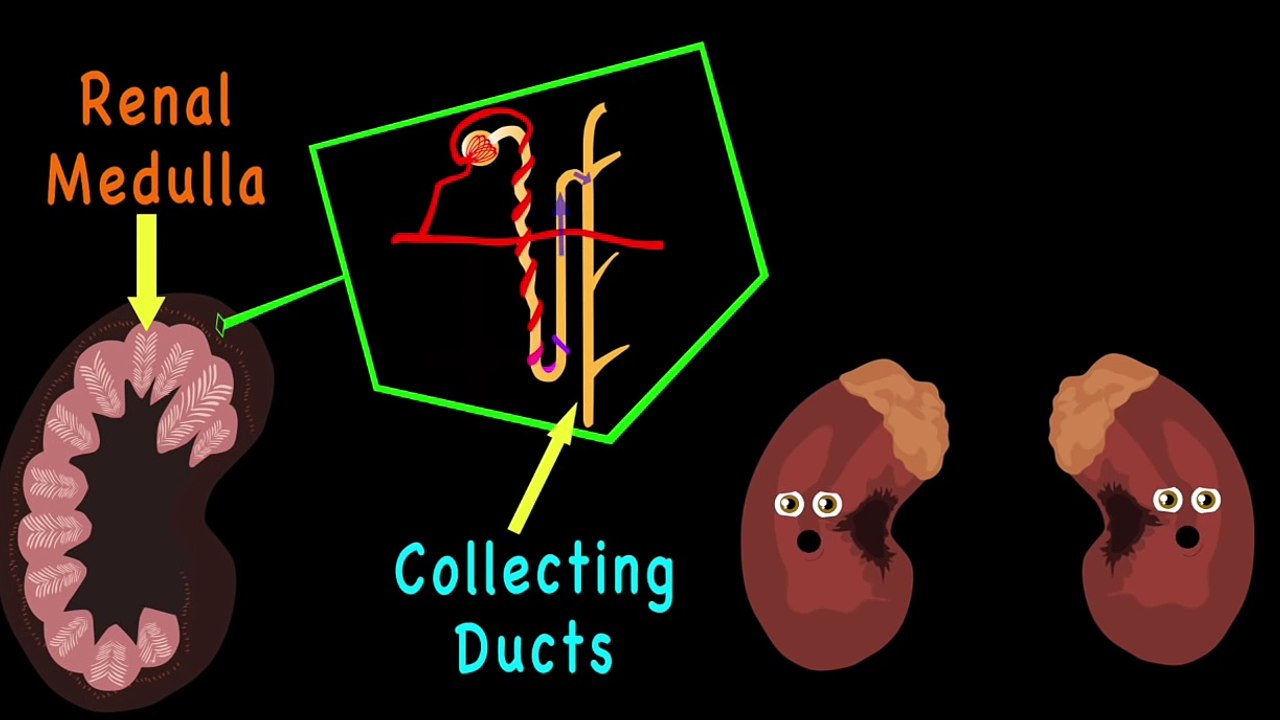 The Human Body for Kids/Learn about the Human Body for Children/Kidney Song for Kids