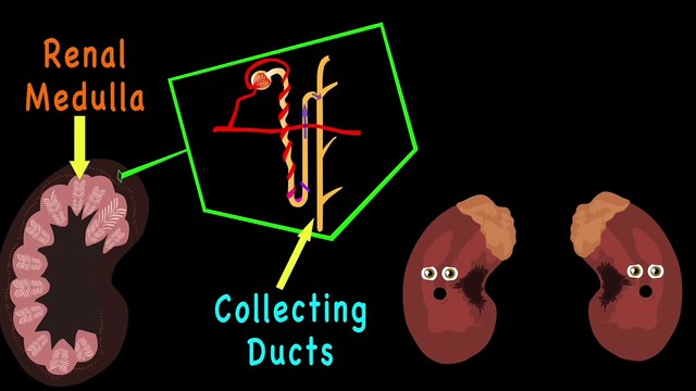 The Human Body for Kids/Learn about the Human Body for Children/Kidney Song for Kids