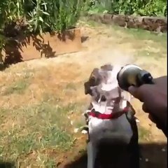 Animal Gags very funny 2016