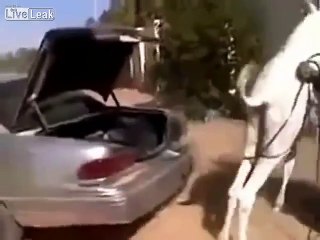 WTF _ Muslims Taking Camel for a Ride