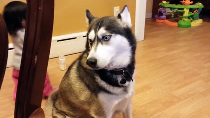 Baby Loves Siberian Husky Dog!