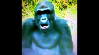 Funny Animals Compilation 2014 - HD - 1080p ✔ - YouTube