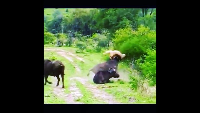 Retournement de situation pendant l'attaque d'un lion dans la savane