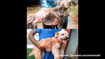 Unbelievable Before & After Rescue Dog Transformations