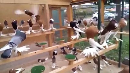 Beautiful Eye Catching Lovely Pigeons