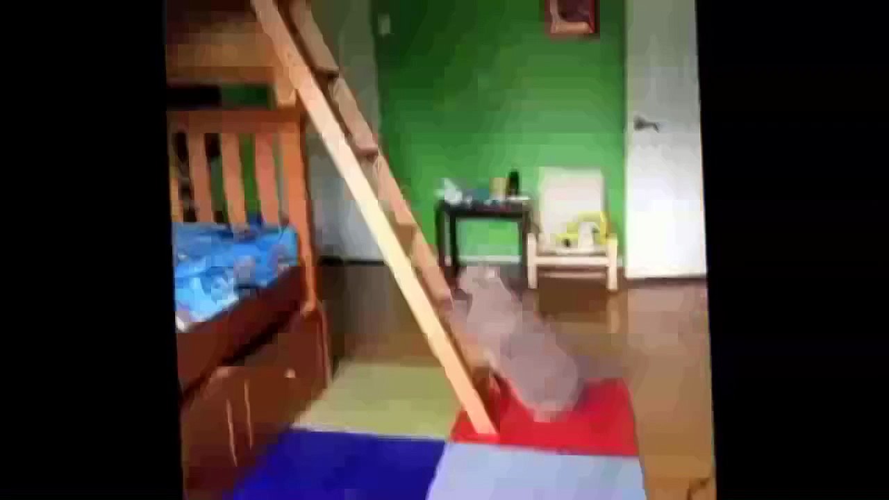 Nuevos Videos Graciosos de Gatos y Perros Compilación De 2015 Divertidos Animales de la parte 38