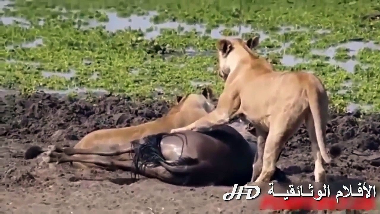 وثائقي عن الاسود المفترسة أبشع مشاهد الافتراس ستشاهده