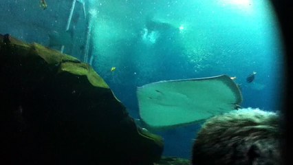 Z57 presents stingrays up close