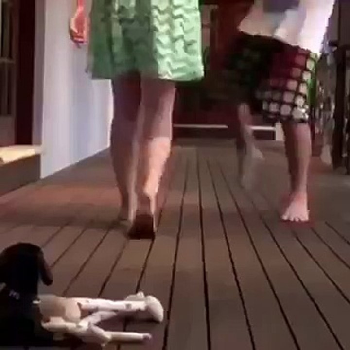 Real guard dog