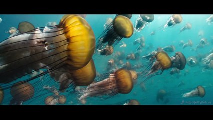 Jellyfish-5-Mbps-1080p-hevc