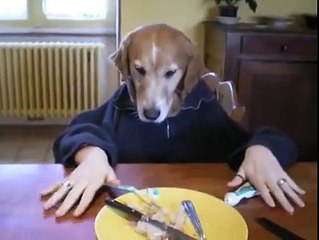 İnsan kılığında köpek !