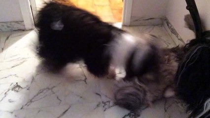 Les TT jouent avec le maine coon Gentleman