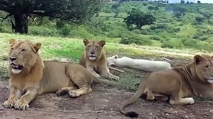 Aslan arabanın kapısını açtı ve... Yok Böyle Bir Şey