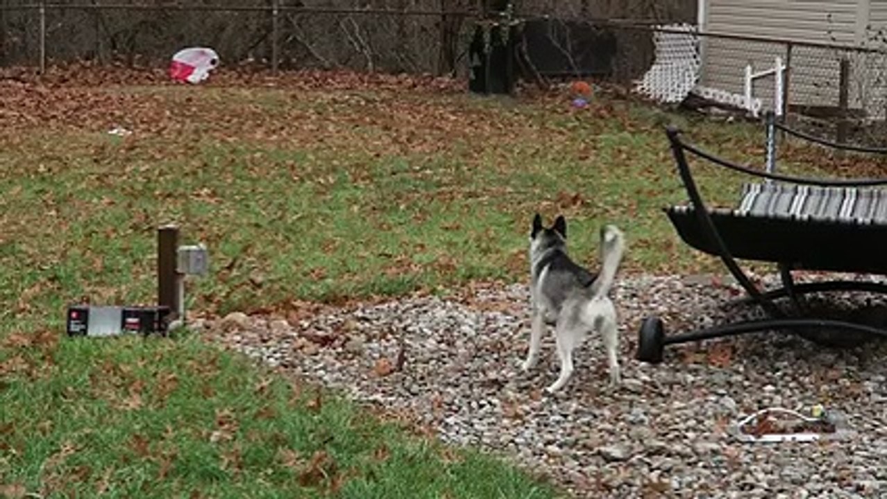 Husky puppy has an argument with a plastic bag! I cant stop laughing!
