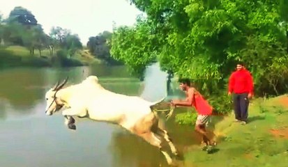 Bull Shows Man How To Dive Like a Boss