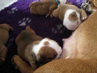 chiots bulldog de groupe bb gigi