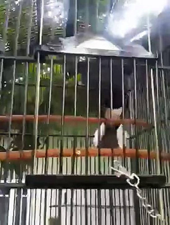 Maghpie robin singing