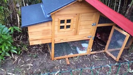 Petit poulallier pour poules