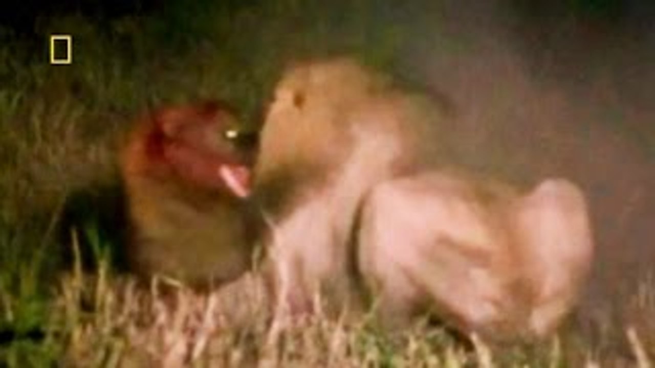 Animal Video National Geographic LION BREAKS HYENAS BACK Lion vs Hyena Wildest Attacks!