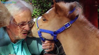 Miniature Horses Are New Type Of Therapy Animal
