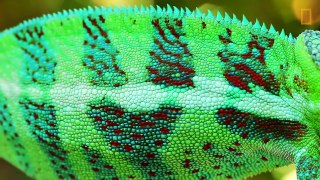 Beautiful Footage- Chameleons Are Amazing