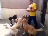 Amazing disciplined dog you ever seen