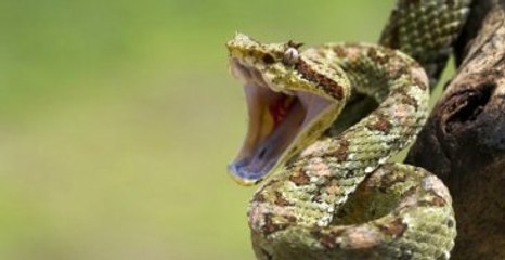 Genç Kadın, Yılanı Öpmek İstedi