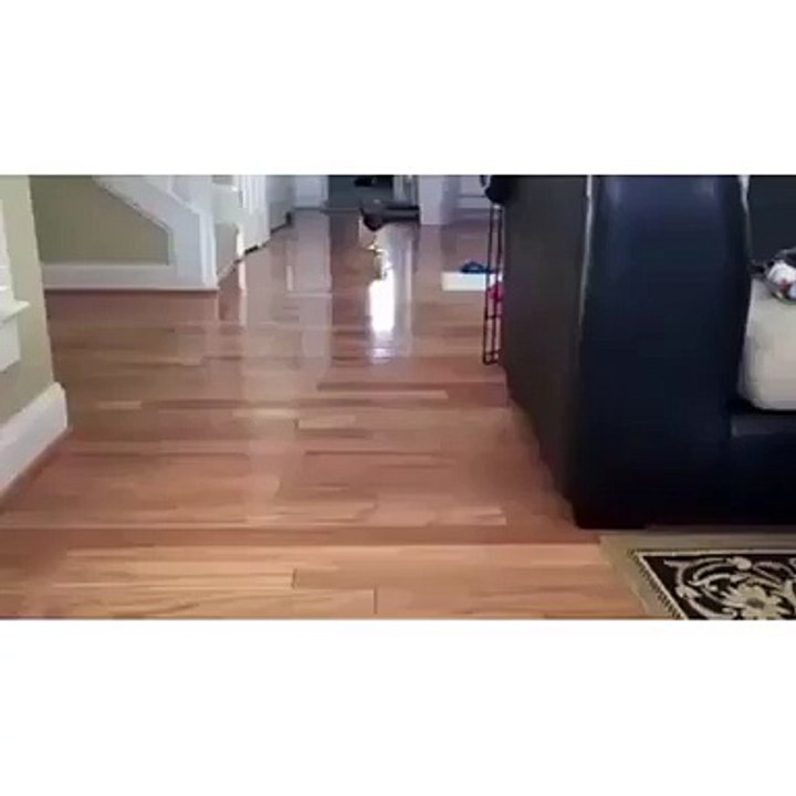 Köpeğe Pijama Giydirmek