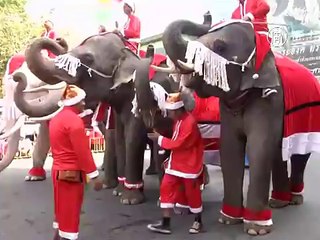 В Таиланде Слоны-Санты раздавали детям подарки.