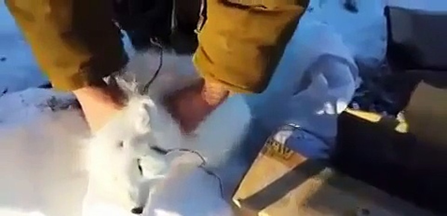 Un renard polaire fait le mort pour tromper des chasseurs et s'enfuit!!! Bien fait...