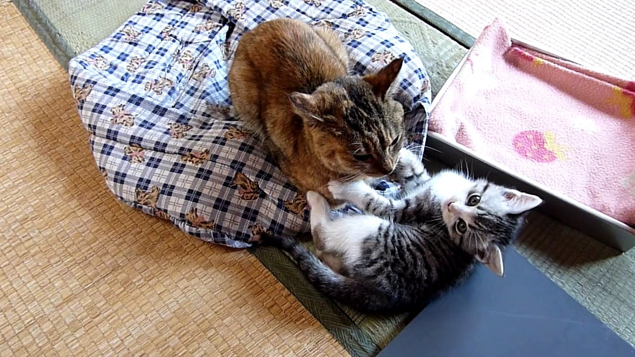 怒られちゃったよー！
