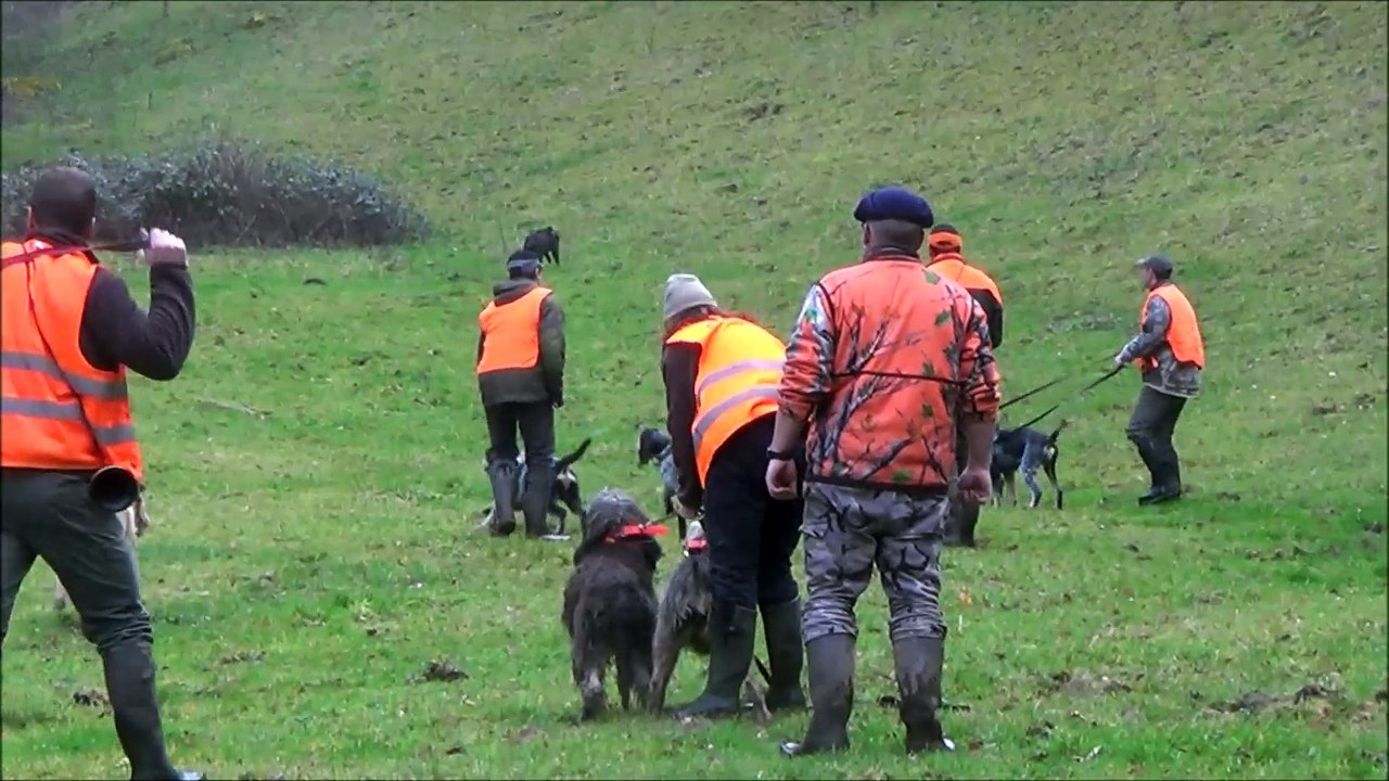 chasse sanglier méchant chassagne