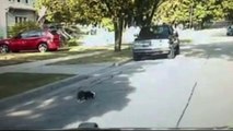 Animal Control Gets Skunk Sprayed