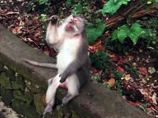 Monkey Picks Its Nose