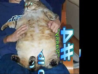 World's Fattest Cats (Top 5!!!)